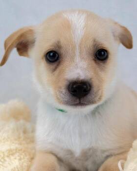 Rockford -  Chihuahua and Terrier Dog Available for Adoption in Kennesaw, Georgia - Rockford | PetCurious