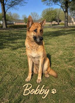 German Shepherd Dog Dogs Available for Adoption in Lucas, Texas - Bobby S | PetCurious