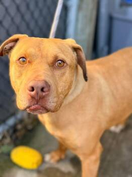 Gordo -  Pit Bull Terrier Dog for Adoption in Chicago, Illinois - Gordo | PetCurious