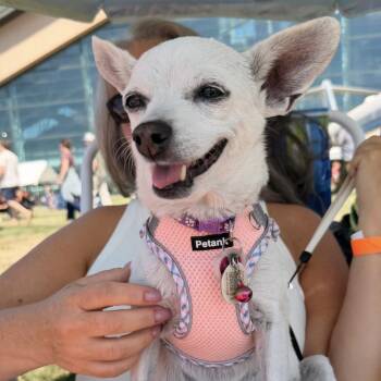Candy -  Chihuahua and Terrier Dog for Adoption in St. Helens, Oregon - Candy | PetCurious
