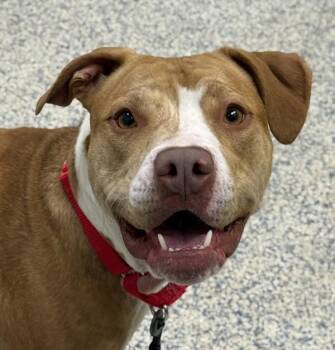 Pit Bull Terrier Dogs Available for Adoption - Bama | PetCurious