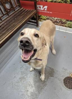Harley -  Mixed Breed Dog for Adoption in Lafayette, Indiana - Harley | PetCurious