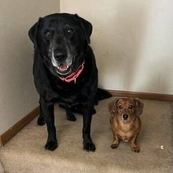 Chase / Maci -  Labrador Retriever Dog for Adoption in Minneapolis, Minnesota - Chase / Maci | PetCurious
