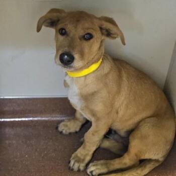 Catamaran -  Dachshund and Labrador Retriever Dog for Adoption in Oakland, California - Catamaran | PetCurious