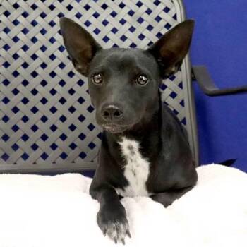 Chihuahua Dogs Available for Adoption in Midland, Texas - Jango | PetCurious