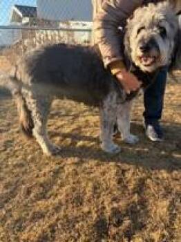 Poodle and Old English Sheepdog Dogs Available for Adoption - Thor | PetCurious