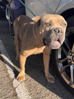Rescue Cane Corso Dogs for Adoption in Stockton, California - ASTERIA | PetCurious