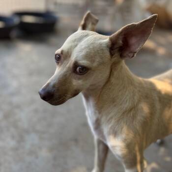 Tarzan -  Chihuahua Dog for Adoption in St. Augustine, Florida - Tarzan | PetCurious