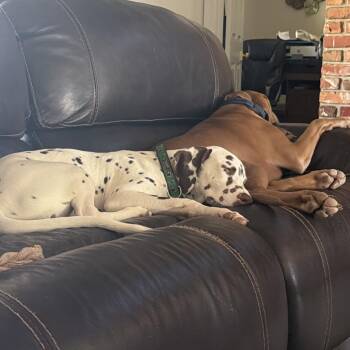 Tug -  Dalmatian Dog for Adoption in Lakewood Ranch, Florida - Tug | PetCurious