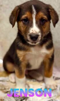 Rescue Border Collie and Labrador Retriever Dogs for Adoption in El Dorado, Arkansas - Jenson | PetCurious