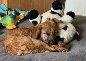 Katelyn -  Cairn Terrier and Norfolk Terrier Dog for Adoption in Washington, District Of Columbia - Katelyn | PetCurious