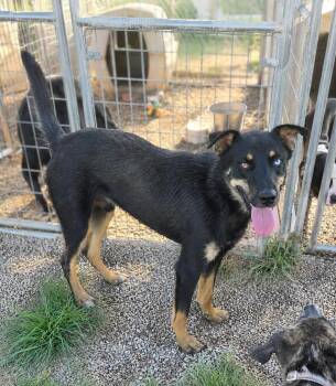 Taki -  German Shepherd Dog Dog for Adoption in Petersburg, Indiana - Taki | PetCurious