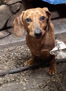 Dachshund Dogs Available for Adoption in Hoopa, California - Hondo & Bleu | PetCurious