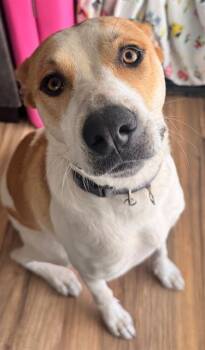 Pit Bull Terrier and Mixed Breed Dogs Available for Adoption in Camarillo, California - COSTA | PetCurious