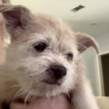Sparkle -  Mixed Breed Dog for Adoption in Brewton, Alabama - Sparkle | PetCurious