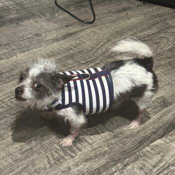 Tyrone -  Mixed Breed Dog for Adoption in West Palm Beach, Florida - Tyrone | PetCurious