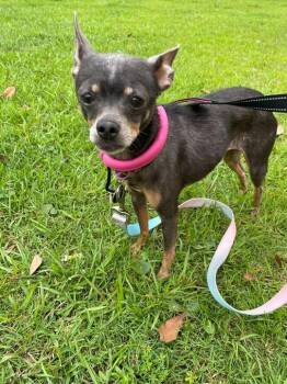 Bell -  Chihuahua Dog Available for Adoption in Elmwood, Louisiana - Bell | PetCurious