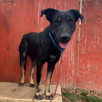 Clarence -  Black Labrador Retriever and Rottweiler Dog for Adoption in Austin, Texas - Clarence | PetCurious