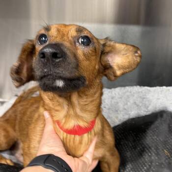 Fern -  Miniature Dachshund and Mixed Breed Dog for Adoption in Tampa, Florida - Fern | PetCurious