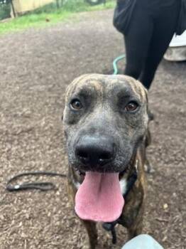 Gaman -  Mixed Breed Dog for Adoption in Chamblee, Georgia - Gaman | PetCurious