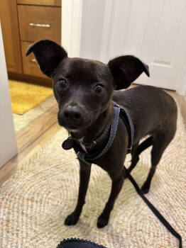 Rescue Chihuahua Dogs for Adoption in Seattle, Washington - Dante | PetCurious
