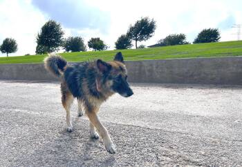 Sis - One Sweet Hot Mess -  German Shepherd Dog Dog for Adoption in Houston, Texas - Sis - One Sweet Hot Mess | PetCurious