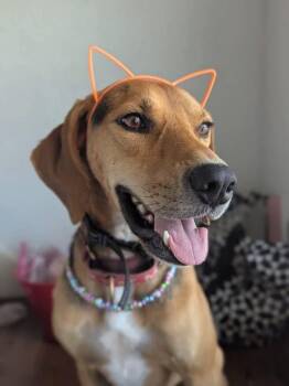 Otis -  Treeing Walker Coonhound Dog for Adoption in Tulsa, Oklahoma - Otis | PetCurious