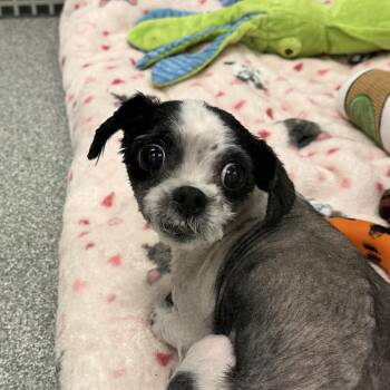 Mixed Breed Dogs Available for Adoption in Oak Brook, Illinois - Nori | PetCurious