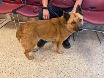 German Shepherd Dog and Mixed Breed Dogs Available for Adoption - LULU | PetCurious