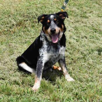 Australian Cattle Dog Blue Heeler Dogs Available for Adoption in Searcy, Arkansas - Squidward | PetCurious