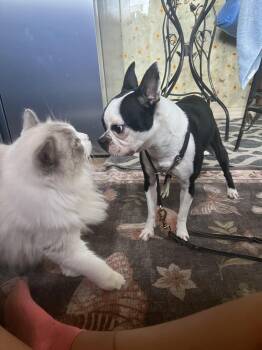 Pebbles -  Boston Terrier Dog for Adoption in Lake Mary, Florida - Pebbles | PetCurious