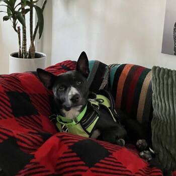 Mai Tai -  Terrier Dog for Adoption in San Diego, California - Mai Tai | PetCurious