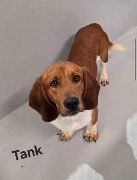 Rescue Mixed Breed Dogs for Adoption in Brookville, Ohio - Tank | PetCurious