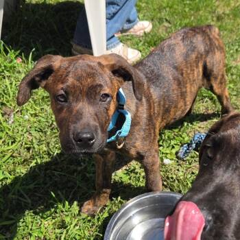 Mixed Breed Dogs Available for Adoption in Oshkosh, Wisconsin - Tinkerbell-Sweet Babygirl! | PetCurious