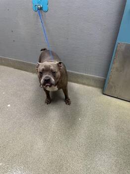 Pit Bull Terrier Dogs Available for Adoption in Las Vegas, Nevada - CHATA | PetCurious