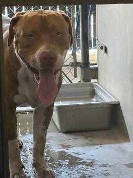 RORY -  Pit Bull Terrier Dog for Adoption in San Bernardino, California - RORY | PetCurious
