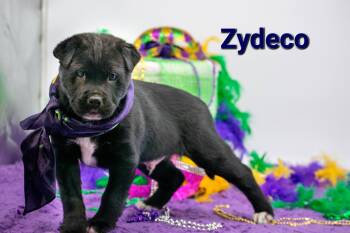 Shar Pei Dogs Available for Adoption - Zydeco | PetCurious