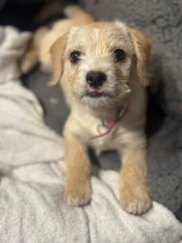 Rescue Maltipoo and Chihuahua Dogs for Adoption in Lafayette, California - Holly | PetCurious