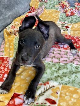 Timmy -  Mixed Breed Dog for Adoption in Lacon, Illinois - Timmy | PetCurious