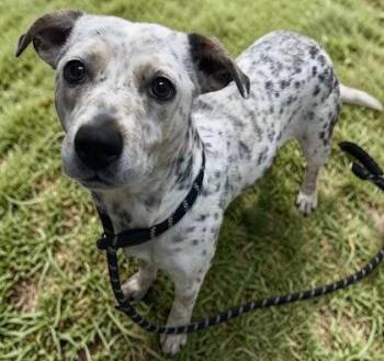 Mixed Breed Dogs Available for Adoption in Sullivan, Indiana - Ava | PetCurious