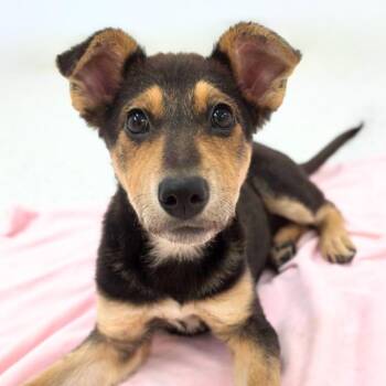 Mojave -  Cattle Dog Dog for Adoption in Scottsdale, Arizona - Mojave | PetCurious
