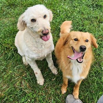 Bingo #6937 -  Golden Retriever Dog for Adoption in Louisville, Kentucky - Bingo #6937 | PetCurious
