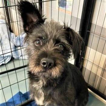 Border Terrier Dogs Available for Adoption - TRINITY | PetCurious