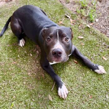 Arcee -  Mixed Breed Dog for Adoption in Milton, Florida - Arcee | PetCurious