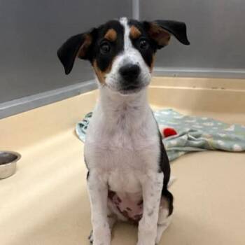 Pepper -  Hound and Mixed Breed Dog for Adoption in South Riding, Virginia - Pepper | PetCurious