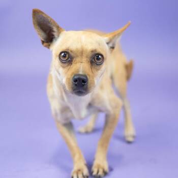 Spicy -  Chihuahua Dog for Adoption in Portland, Oregon - Spicy | PetCurious