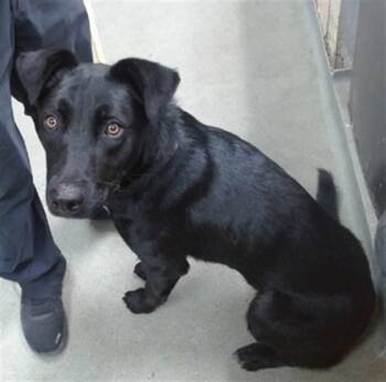 DAHLIA -  Border Collie and Mixed Breed Dog for Adoption in Salinas, California - DAHLIA | PetCurious