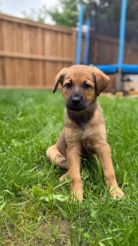 Ginny -  Shepherd and Labrador Retriever Dog for Adoption in Cambridge, Ontario - Ginny | PetCurious