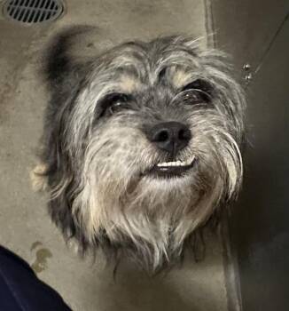 SHADOW -  Maltese and Mixed Breed Dog for Adoption in Santa Cruz, California - SHADOW | PetCurious