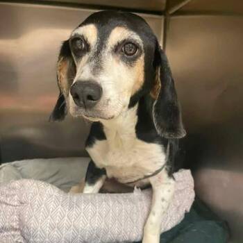 BETSY -  Beagle and Coonhound Dog for Adoption in Madisonville, Louisiana - BETSY | PetCurious